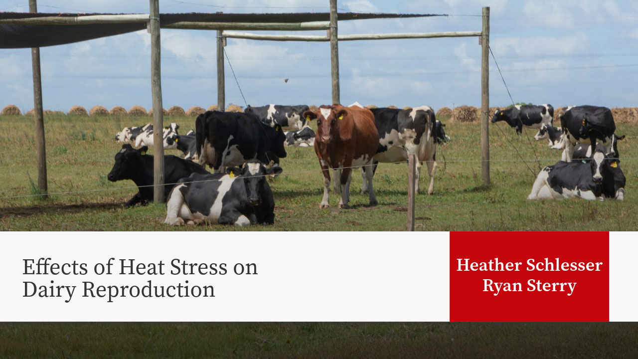 Dairy cows in pasture with shade structure, presentation title "Effects of Heat Stress on Dairy Reproduction" by Amanda Young, Heather Schlesser, Ryan Sterry