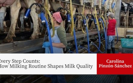 Workers milking cows in parlor with blue milking equipment for article "Every Step Counts: How Milking Routine Shapes Milk Quality" by Carolina Pinzón-Sánchez