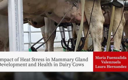 Dairy cows with automated milking equipment attached. Title: "Impact of Heat Stress in Mammary Gland Development and Health in Dairy Cows"