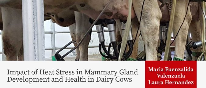 Impact of Heat Stress in Mammary Gland Development and Health in Dairy Cows