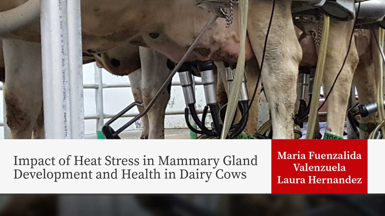 Dairy cows with automated milking equipment attached. Title: "Impact of Heat Stress in Mammary Gland Development and Health in Dairy Cows"