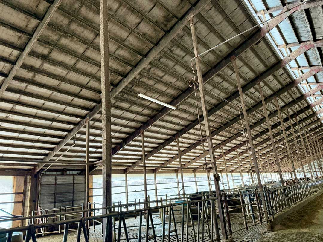 Interior of large dairy barn showing exposed wooden beam ceiling, metal stall dividers, and natural lighting from side openings.