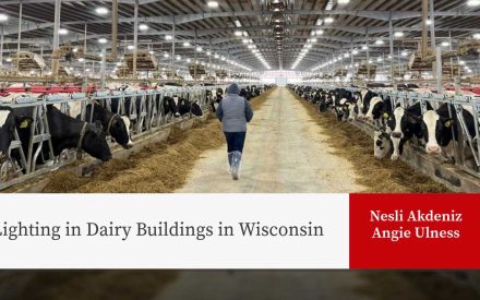 Person walks through dairy barn with Holstein cattle in feeding stalls under LED lighting. Title: "Lighting in Dairy Buildings in Wisconsin"