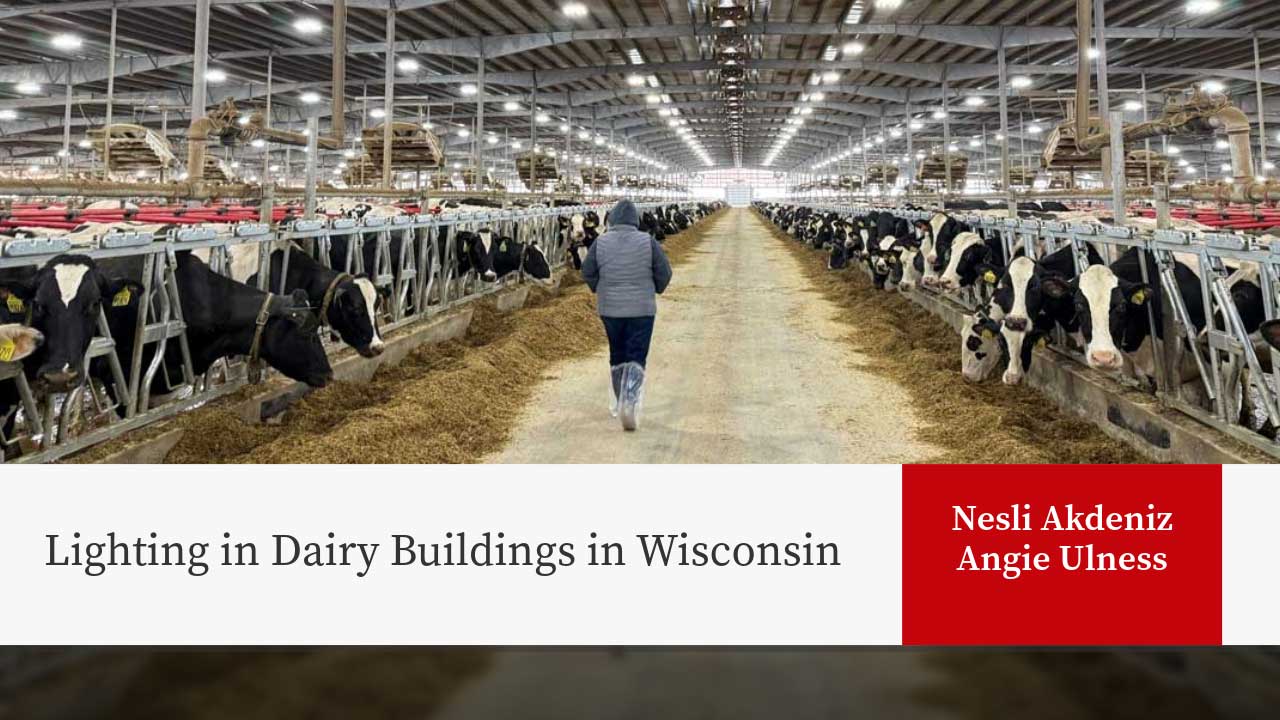 Person walks through dairy barn with Holstein cattle in feeding stalls under LED lighting. Title: "Lighting in Dairy Buildings in Wisconsin"