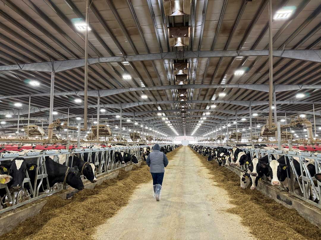 Person walking down center aisle of large-scale dairy barn with hundreds of Holstein cattle in feeding stalls under industrial lighting.
