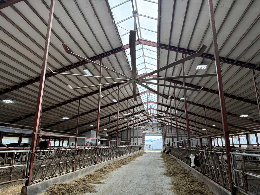 Interior of dairy barn with large ceiling fans, metal feeding barriers along both sides, and natural lighting from ridge skylights.
