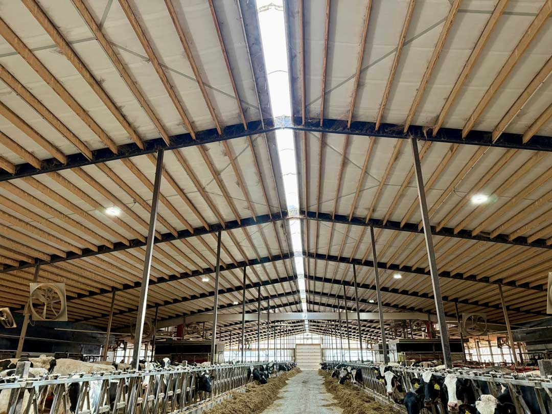 Large dairy barn interior with exposed wooden rafters, arched steel supports, and Holstein cattle in feeding stalls along central walkway.
