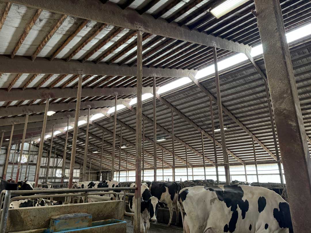 Holstein dairy cattle in open pen area of barn with exposed wooden beam ceiling and natural lighting from translucent roof panels.