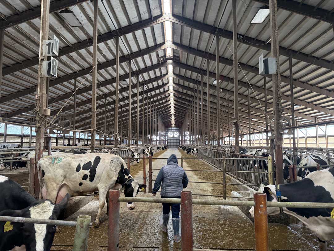 Person in winter jacket standing among Holstein cattle in large dairy barn with exposed steel beam ceiling and numbered sections.