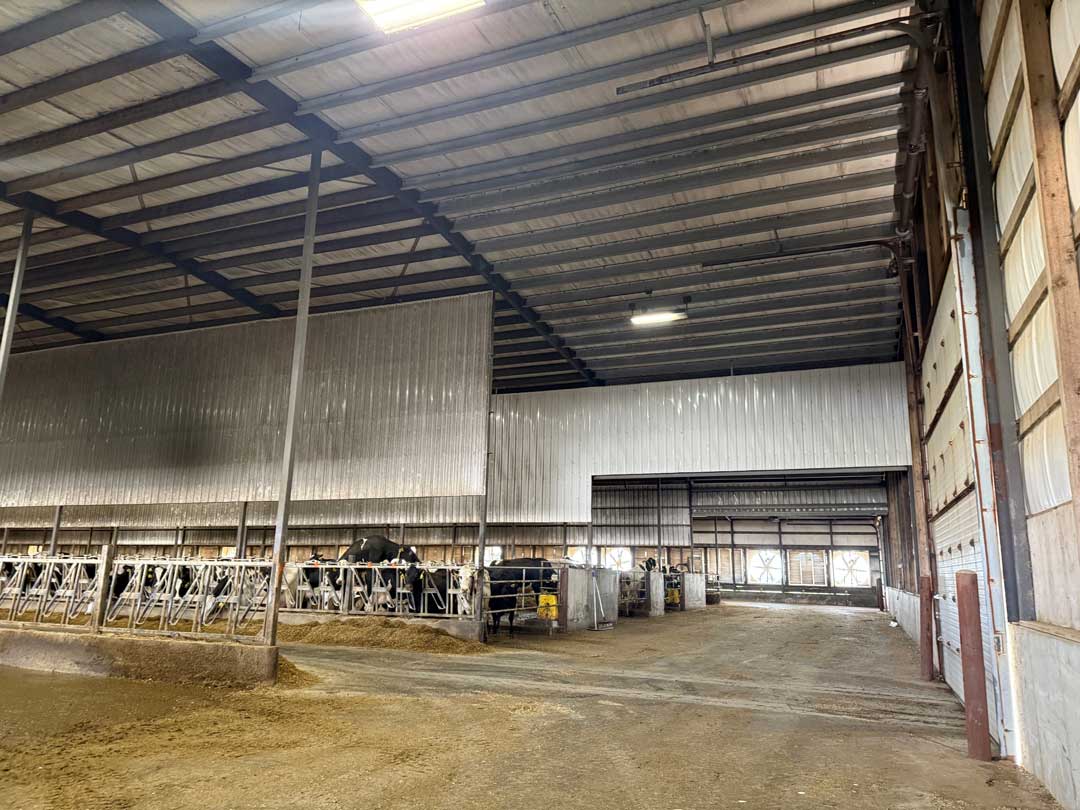 Interior of modern dairy barn showing cattle in feeding stalls on left, open work area with equipment, and large overhead door opening.