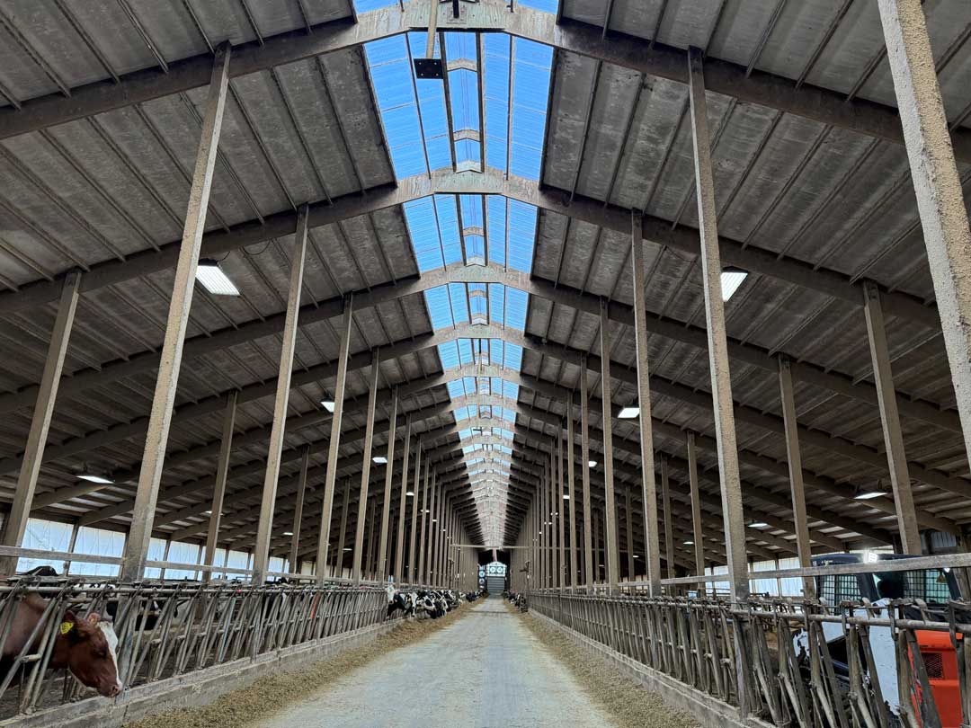 Long dairy barn interior with arched wooden ceiling, continuous blue skylights, and cattle in feeding stalls along both sides of walkway.
