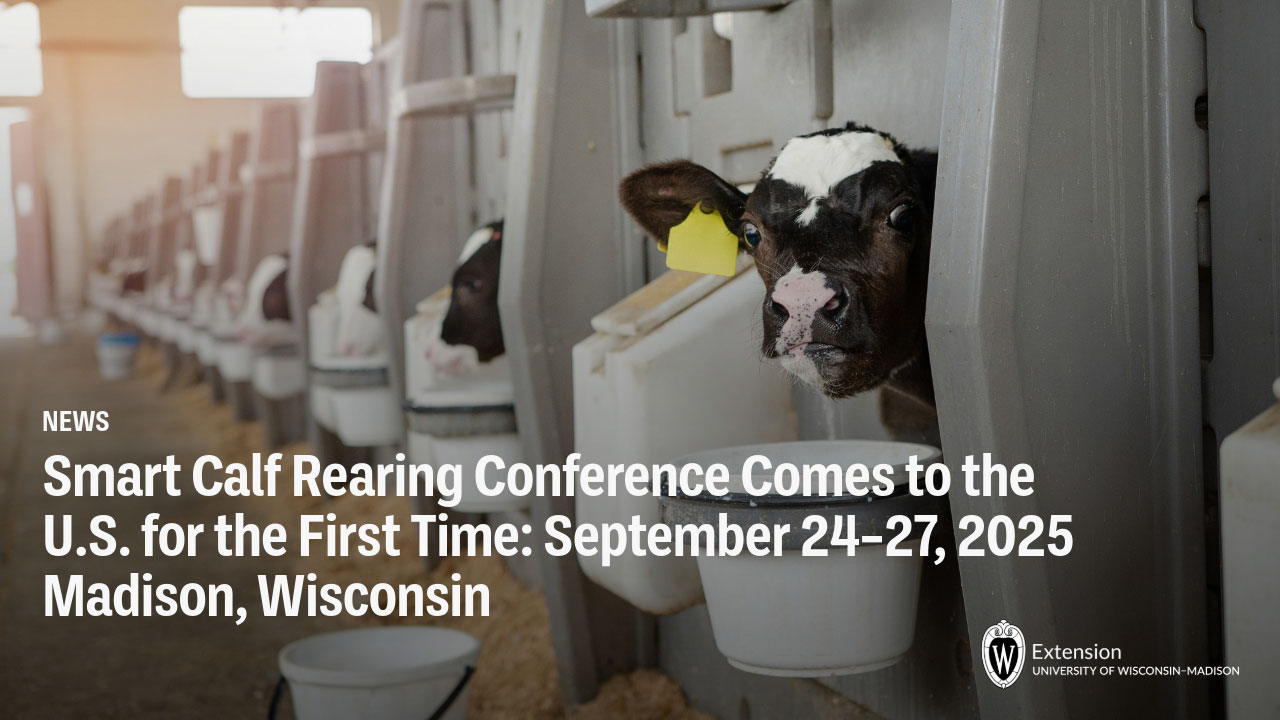 Calf with yellow ear tag in dairy barn stall. Text: Smart Calf Rearing Conference Sept 24-27, 2025 Madison, Wisconsin. UW Extension logo.