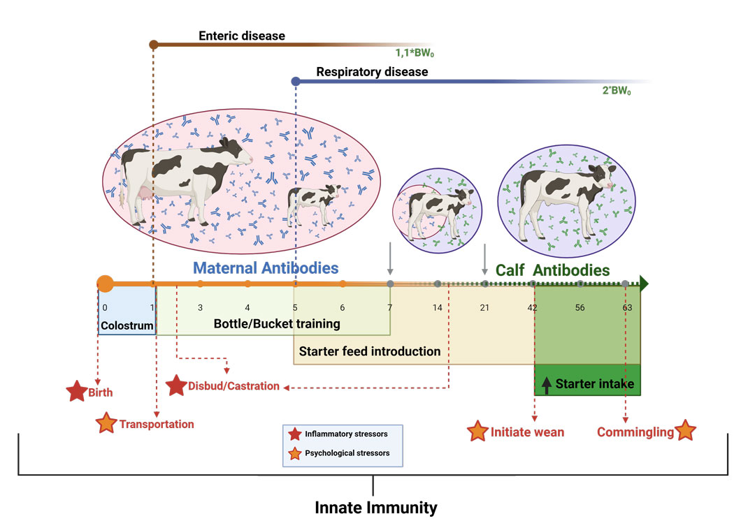 Calf immunity timeline showing maternal antibodies declining and calf antibodies developing from birth to 63 days with key milestones