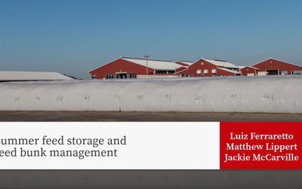 Large white feed storage bunkers with red dairy barns in background, presentation title "Summer feed storage and feed bunk management" by Luiz Ferraretto, Matthew Lippert, Jackie McCarville