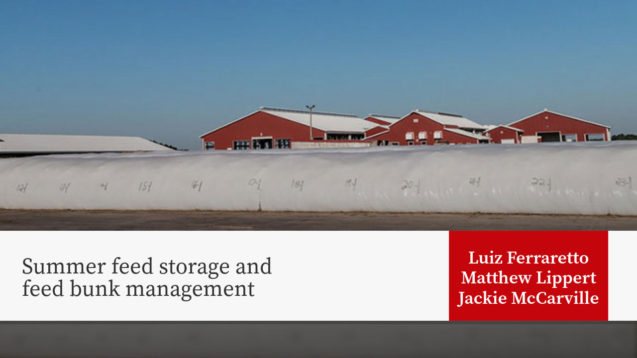 Large white feed storage bunkers with red dairy barns in background, presentation title "Summer feed storage and feed bunk management" by Luiz Ferraretto, Matthew Lippert