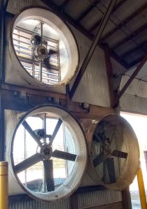 Interior view of large industrial ventilation fans mounted in circular openings on barn wall with metal roof structure visible