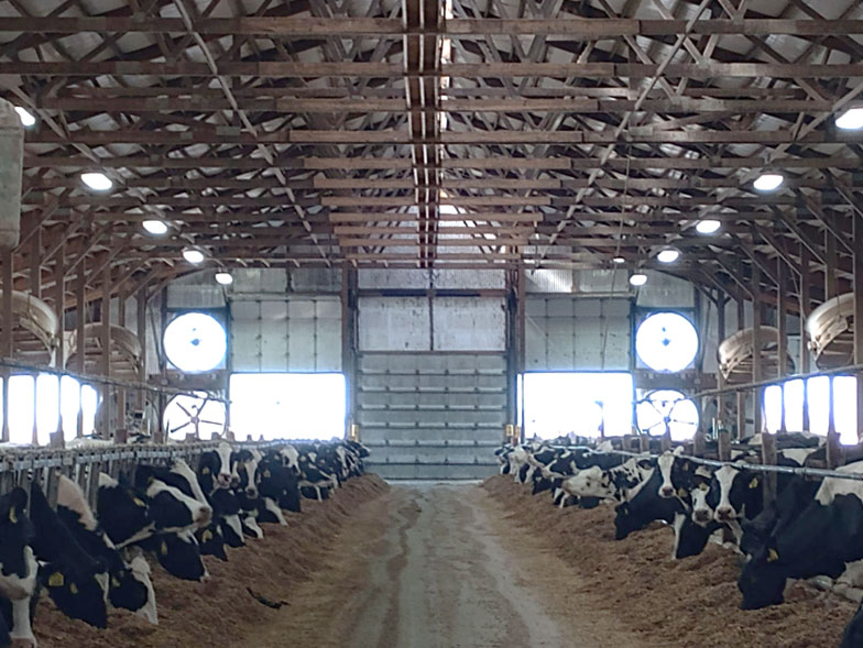 Interior of dairy barn with Holstein cows in feeding stalls along both sides of central walkway, featuring natural ventilation and lighting