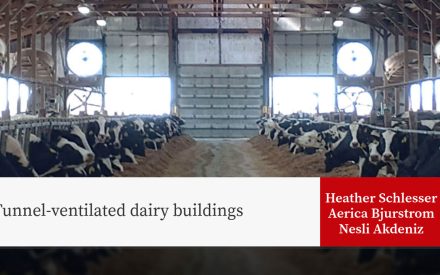 Interior of tunnel-ventilated dairy barn with Holstein cows and large exhaust fans, presentation title "Tunnel-ventilated dairy buildings" by Heather Schlesser, Aerica Bjurstrom, Nesli Akdeniz