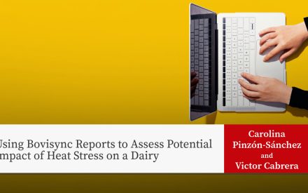 Hands typing on laptop with yellow background. Title: "Using Bovisync Reports to Assess Potential Impact of Heat Stress on a Dairy"