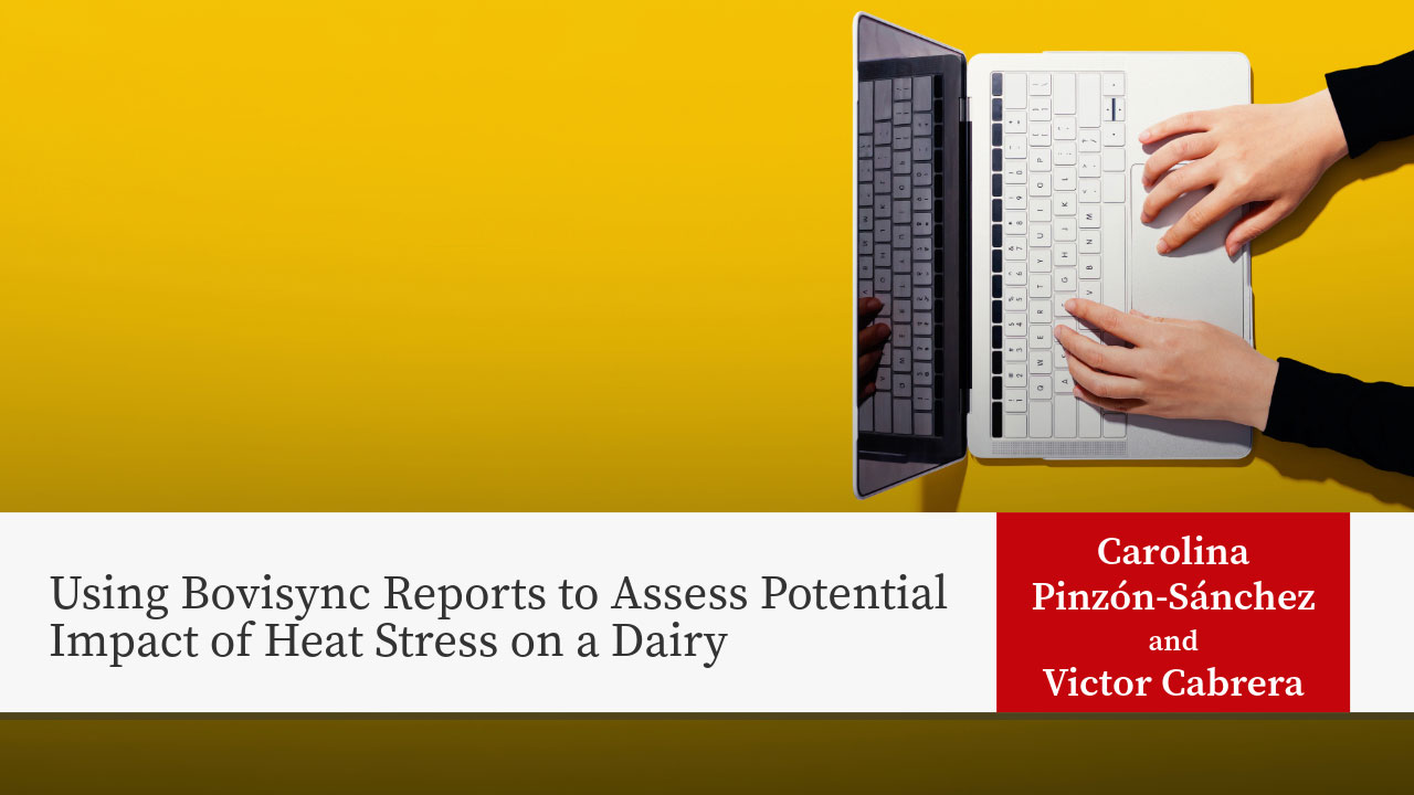 Hands typing on laptop with yellow background. Title: "Using Bovisync Reports to Assess Potential Impact of Heat Stress on a Dairy"