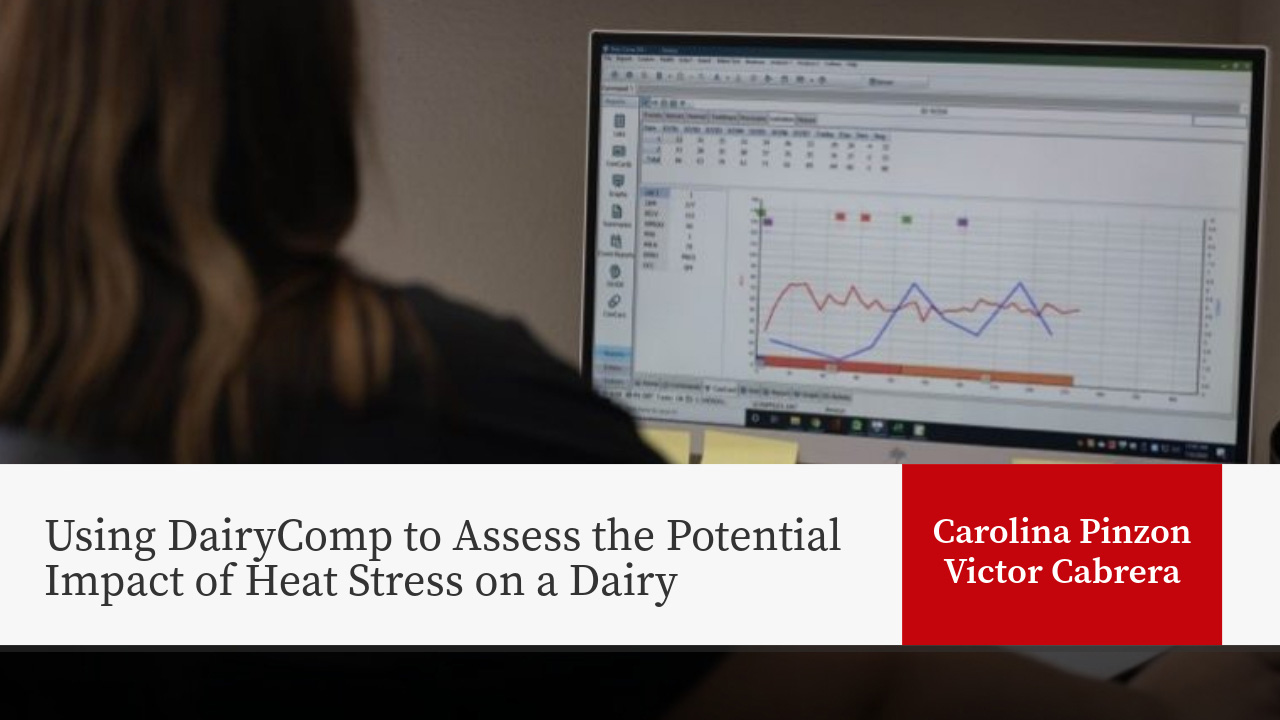 Person viewing DairyComp software with data charts on computer screen, presentation title "Using DairyComp to Assess the Potential Impact of Heat Stress on a Dairy" by Carolina Pinzon, Victor Cabrera