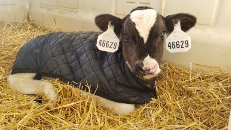 Holstein calf wearing black quilted coat lying in straw bedding in barn stall