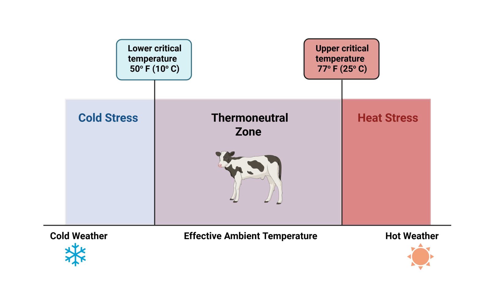 Calf thermoneutral zone diagram showing cold stress below 50°F, comfort zone 50-77°F, and heat stress above 77°F