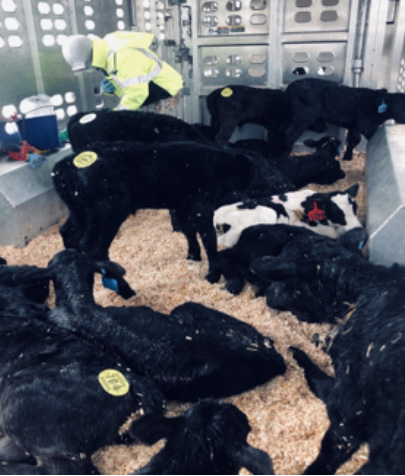 Group of black calves in a transportation trailer with wood shavings bedding