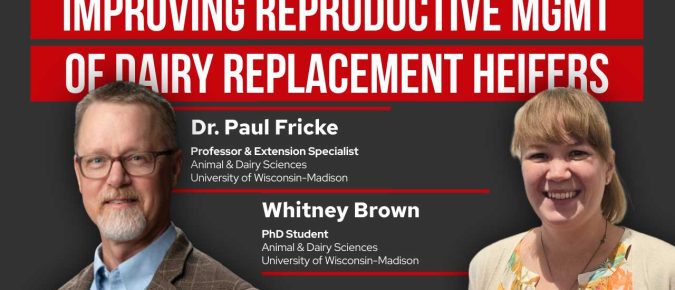 Improving Reproductive Management of Dairy Replacement Heifers