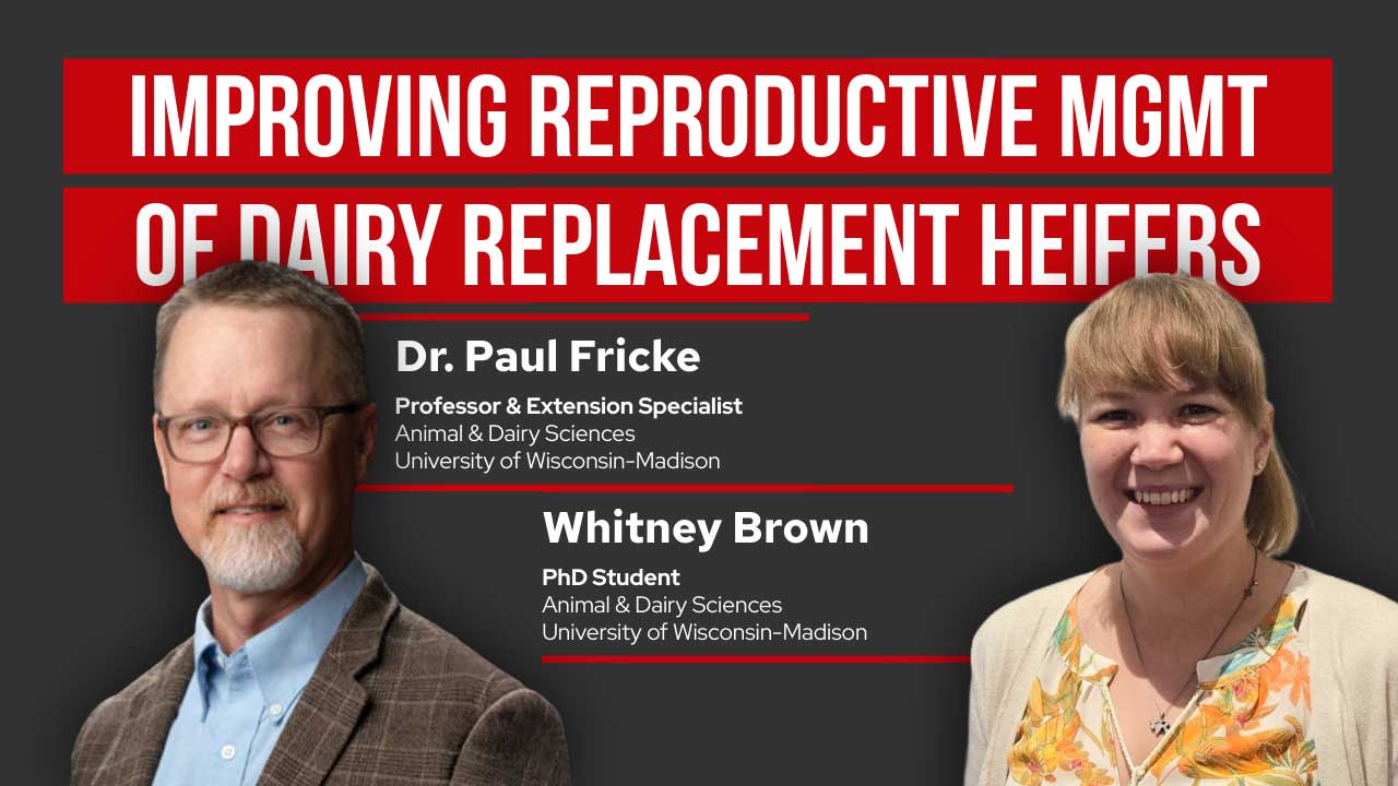 Improving Reproductive Management of Dairy Replacement Heifers