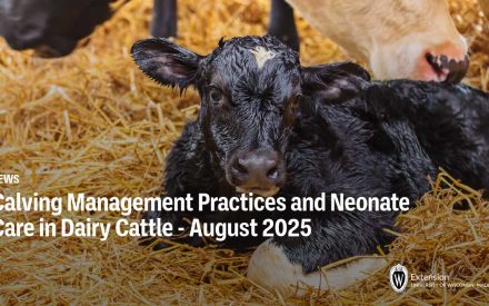 Calving Management Practices and Neonate Care in Dairy Cattle – August 2025
