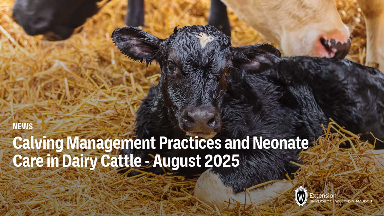 Newborn black calf lying in straw with adult cow nearby. Text: Calving Management Practices and Neonate Care in Dairy Cattle - August 2025