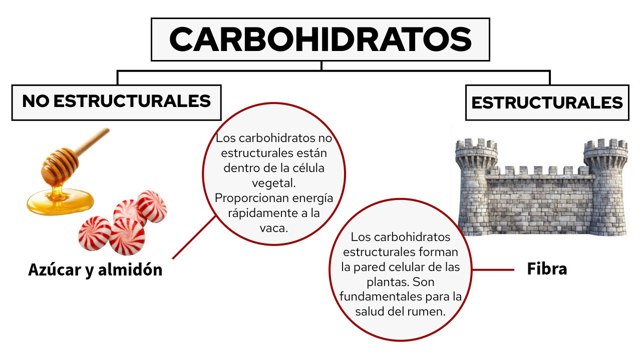 Diagrama de carbohidratos mostrando tipos no estructurales (azúcar/almidón) vs estructurales (fibra) con definiciones y ejemplos visuales