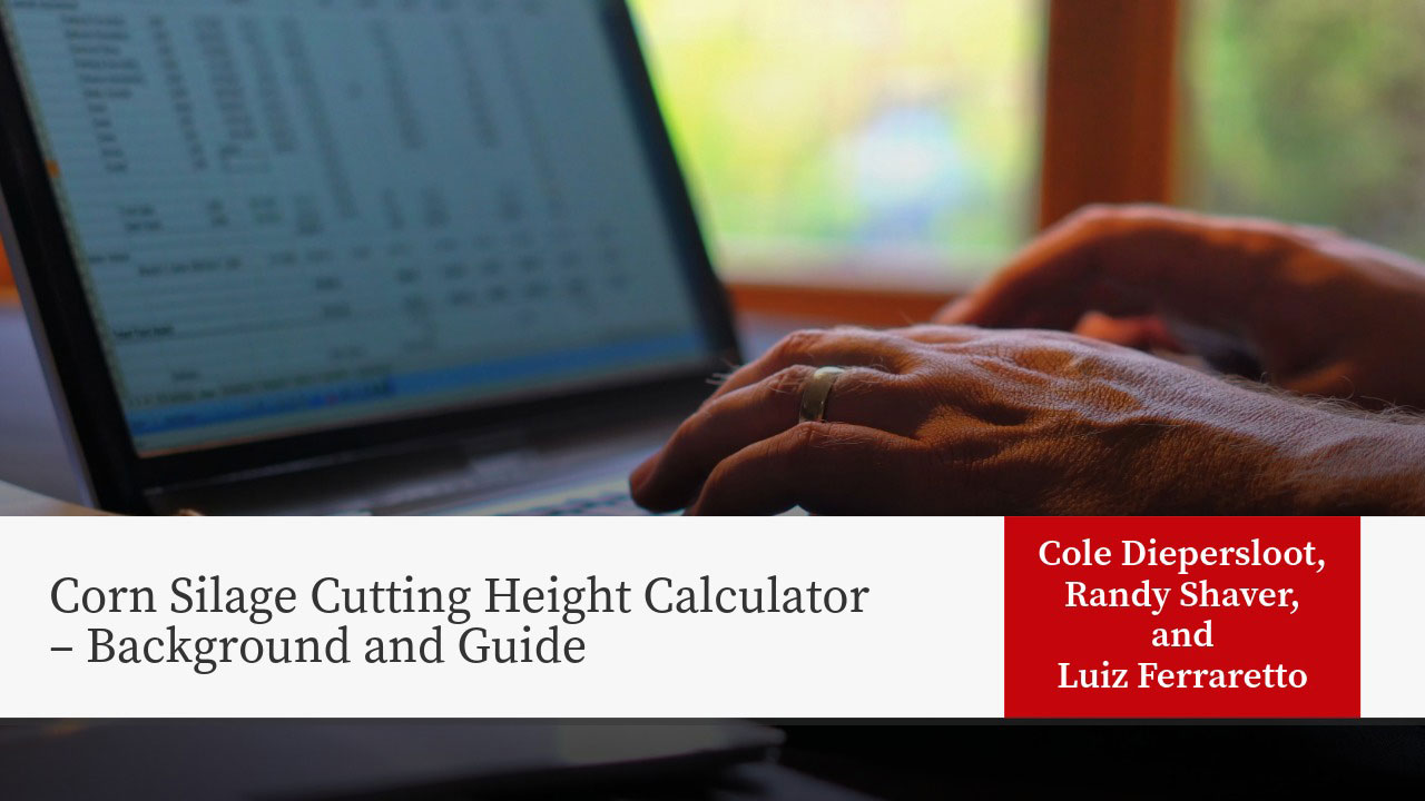 Hands typing on laptop with corn silage cutting height calculator webpage displayed. Authors: Cole Diepersloot, Randy Shaver, Luiz Ferraretto.