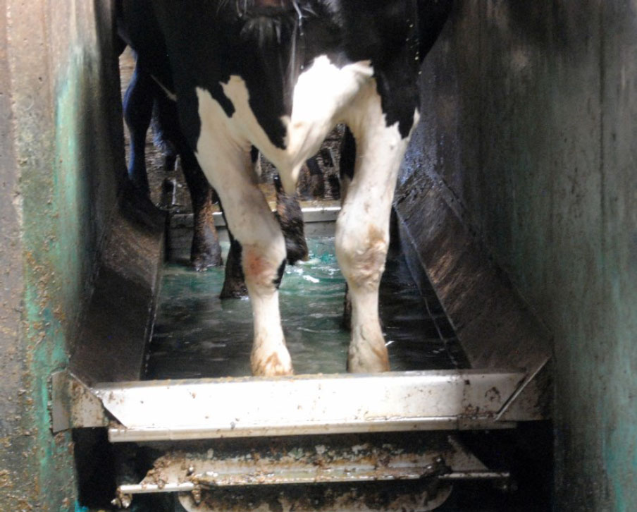 Black and white dairy cow standing in a footbath.