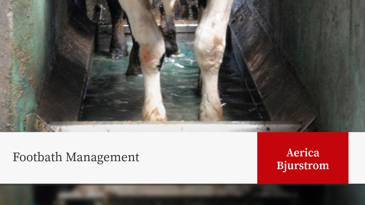 Cow legs standing in footbath management system. Text: "Footbath Management" and "Aerica Bjurstrom"