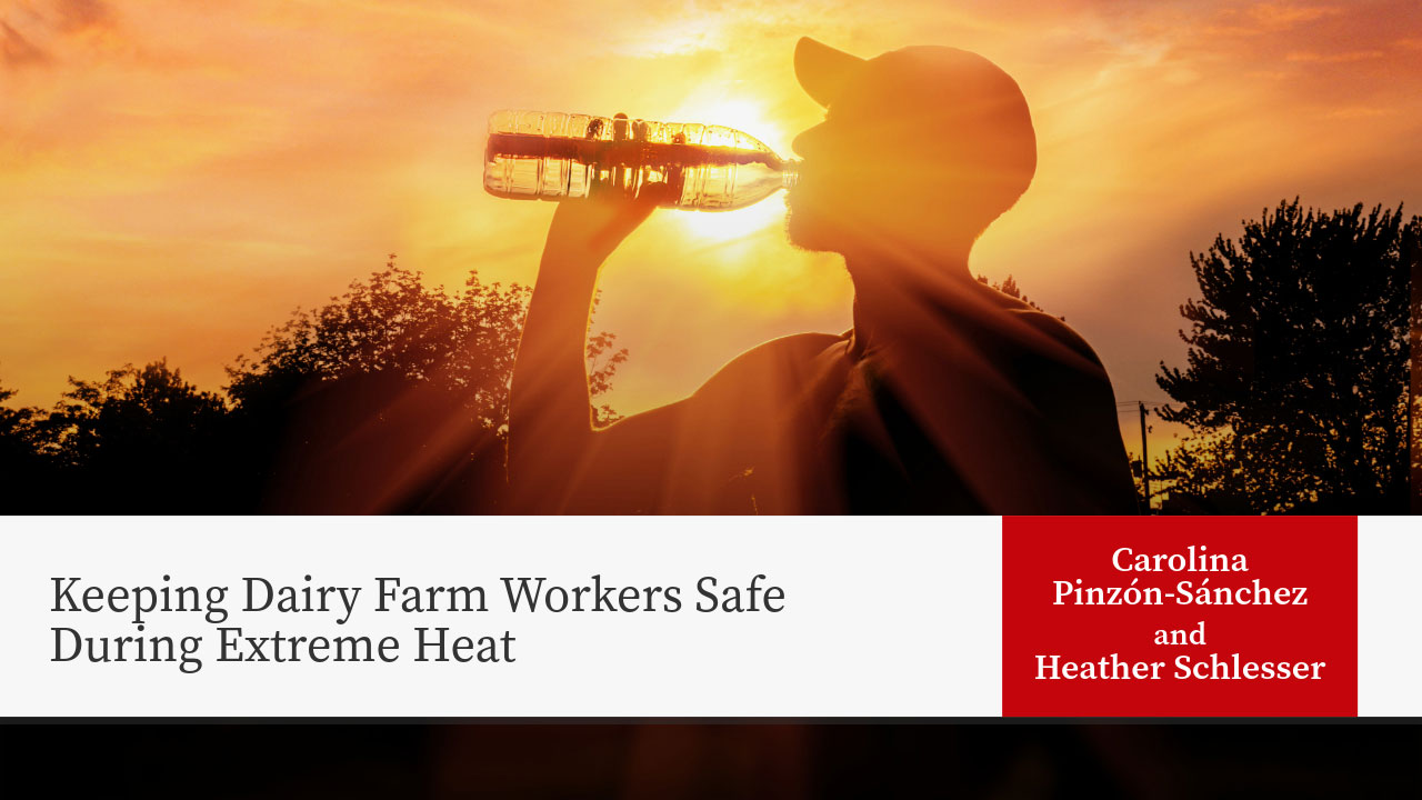 Silhouette of person drinking from water bottle at sunset. Title: "Keeping Dairy Farm Workers Safe During Extreme Heat" Authors: Carolina Pinzón-Sánchez, Heather Schlesser
