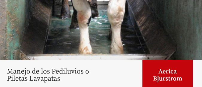 Manejo de los Pediluvios o Piletas Lavapatas