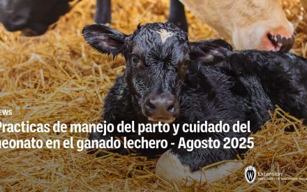 Practicas de manejo del parto y cuidado del neonato en el ganado lechero – Agosto 2025