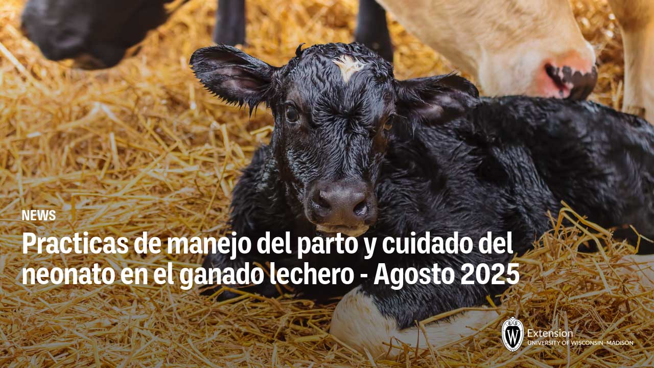 Ternero negro recién nacido acostado en paja con vaca adulta cerca. Texto en español: Prácticas de manejo del parto y cuidado del neonato en el ganado lechero - Agosto 2025.