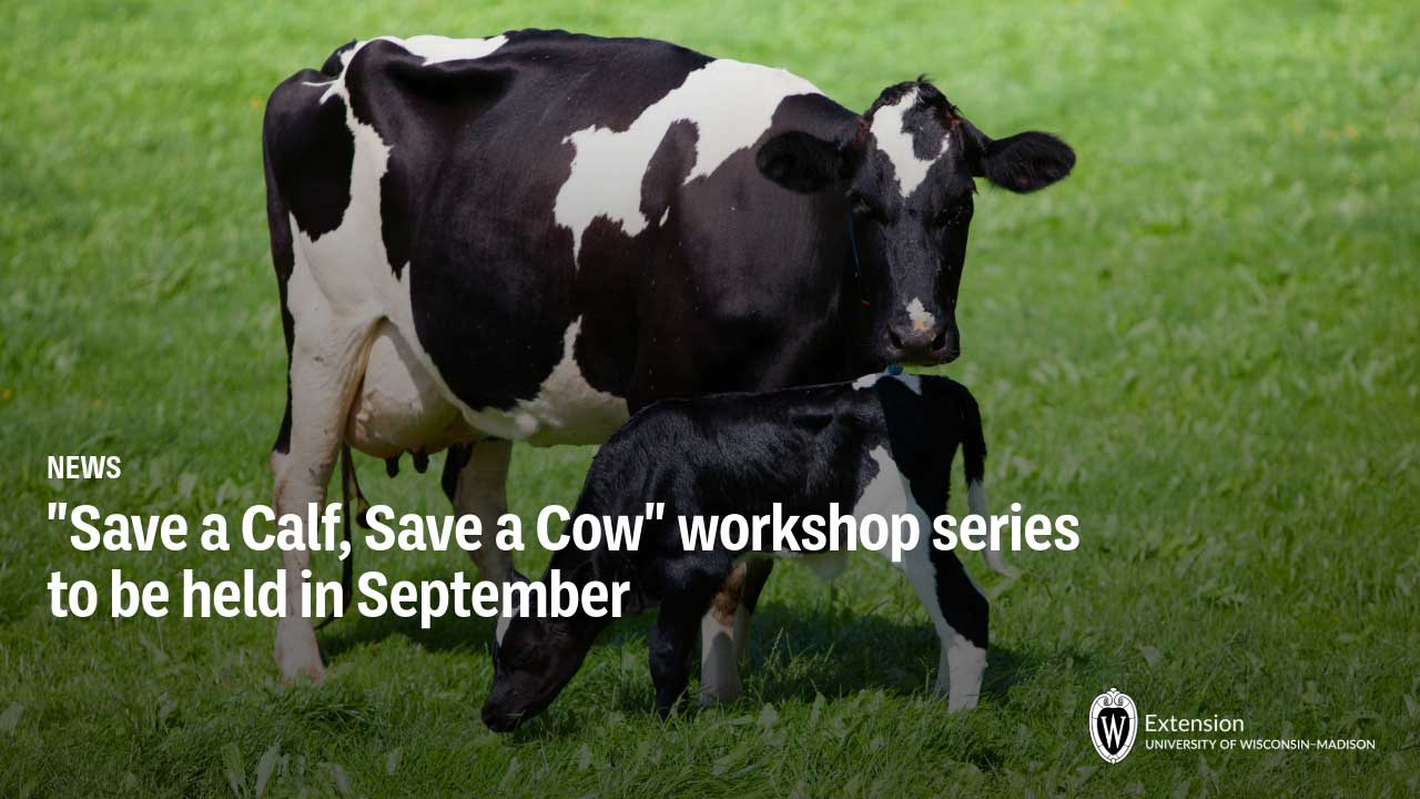 Black and white cow with calf on green grass. Text reads "Save a Calf, Save a Cow workshop series to be held in September" with UW-Madison Extension logo.