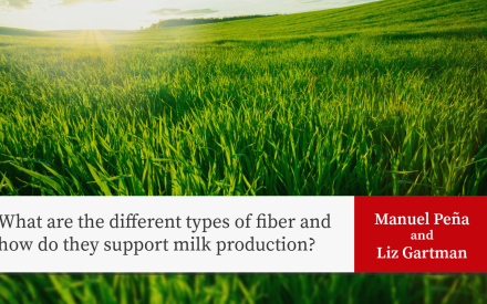 Long green grass stems outdoors with text "What are the different types of fiber and how do they support milk production? Manuel Peña and Liz Gartman"