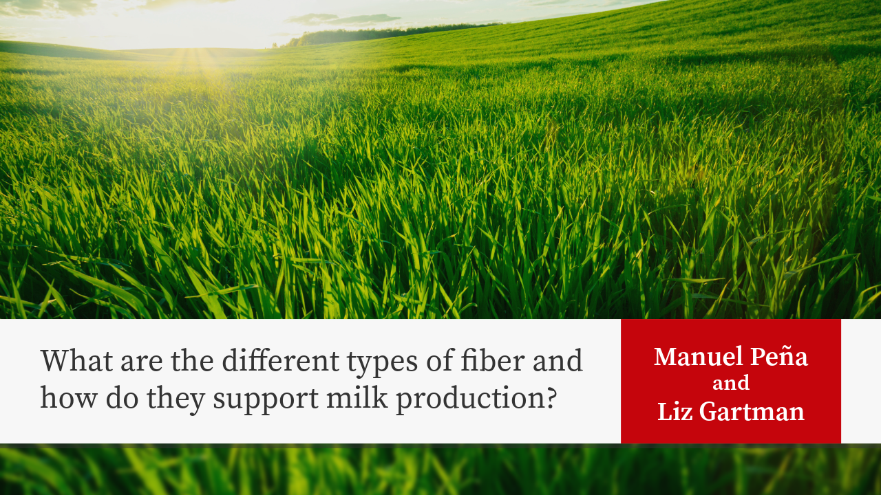 Long green grass stems outdoors with text "What are the different types of fiber and how do they support milk production? Manuel Peña and Liz Gartman"