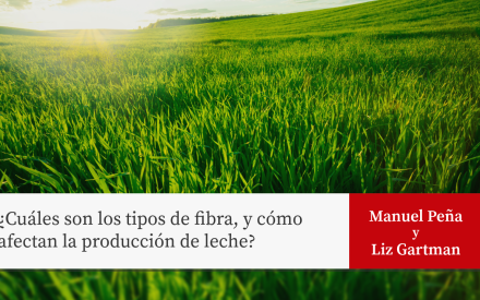 Tallos largos de pasto verde al aire libre con el texto: "¿Cuáles son los diferentes tipos de fibra y cómo apoyan la producción de leche? Manuel Peña y Liz Gartman"
