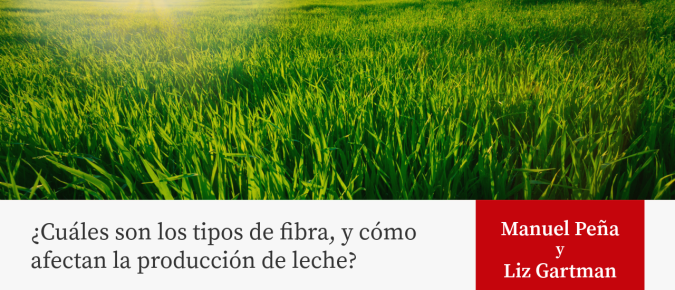 ¿Cuáles son los tipos de fibra, y cómo afectan la producción de leche?