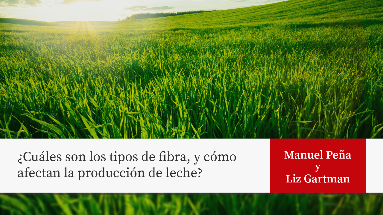 ¿Cuáles son los tipos de fibra, y cómo afectan la producción de leche?