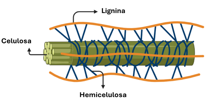 Diagrama de estructura de la pared celular vegetal que muestra fibras de celulosa (cilindros verdes) rodeadas por lignina (naranja) y hemicelulosa (red azul).