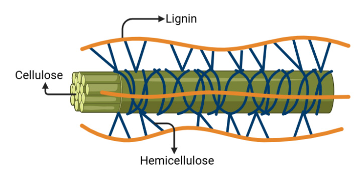 Plant cell wall structure diagram showing cellulose fibers (green cylinders) surrounded by lignin (orange) and hemicellulose (blue network).
