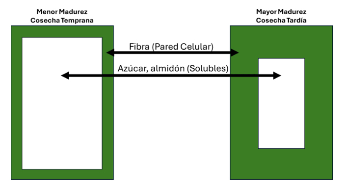 Diagrama de comparación de madurez de la planta: el maíz menos maduro (izquierda, área blanca más grande) tiene más azúcar/almidón y menos fibra que el maíz maduro (derecha, área blanca más pequeña).