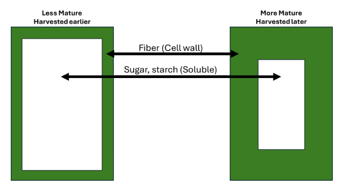 Plant maturity comparison diagram: less mature corn (left, larger white area) has more sugar/starch, less fiber than mature corn (right, smaller white area).